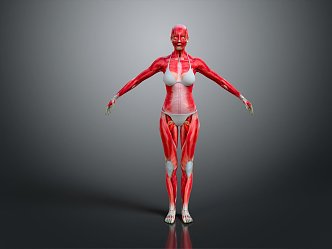 Modern Muscle Human Muscle 3d model