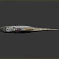 Whole Dried Fish With Golden Silver Color On Reflective Gray Surface