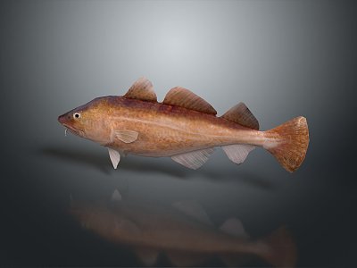 Catfish Carp Sturgeon Bass Freshwater Fish Various Carp Grass Carp Crucian Carp 3d model
