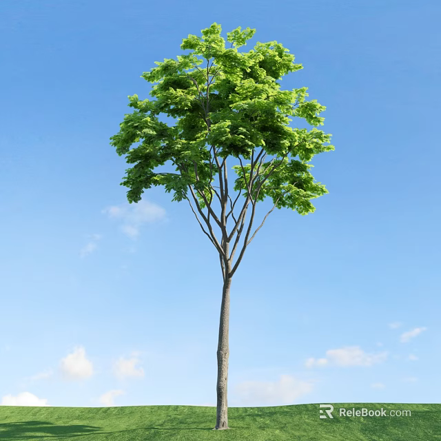 Tall Arbor With Lush Green Leaves Straight Trunk And White Clouds Under Blue Sky 3d model 