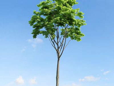 Tall Arbor With Lush Green Leaves Straight Trunk And White Clouds Under Blue Sky 3d model