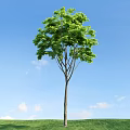 Tall Arbor With Lush Green Leaves Straight Trunk And White Clouds Under Blue Sky