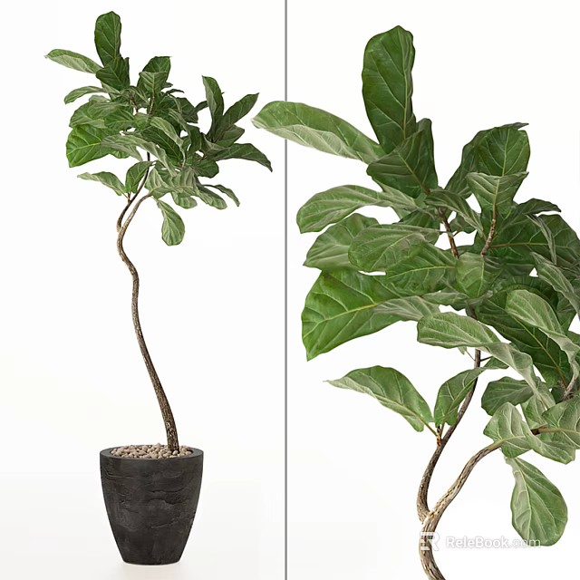 Bonsai Potted Plant With Curved Stem And Lush Green Leaves In Black Pot 3d model 