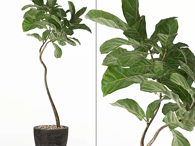 Bonsai Potted Plant With Curved Stem And Lush Green Leaves In Black Pot 3d model