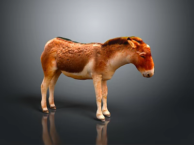 Brown And White Donkey Standing On Gray Background With Shiny Fur 3d model