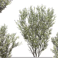Lush Green Arbor With Purple Flowers And Dense Foliage In Natural Scene