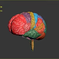 Medical Device Colorful Human Brain Anatomical Model with Detailed Structure and Stand