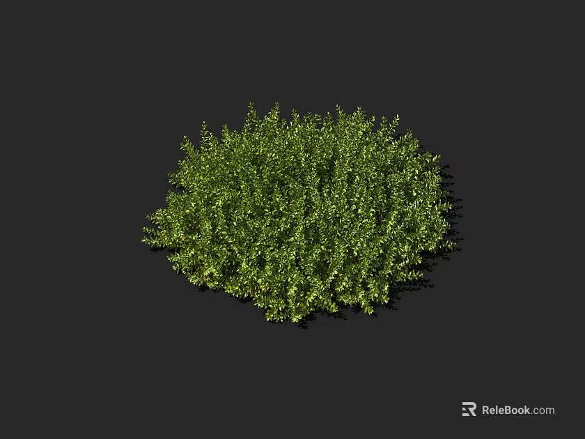 Green Shrub With Lush Round Dense Foliage Isolated On Dark Background 3d model 