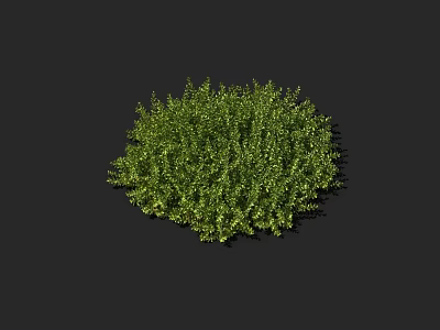 Green Shrub With Lush Round Dense Foliage Isolated On Dark Background 3d model