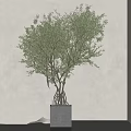 Olive Bonsai Plant With Lush Green Leaves Exposed Roots And Square Concrete Pot