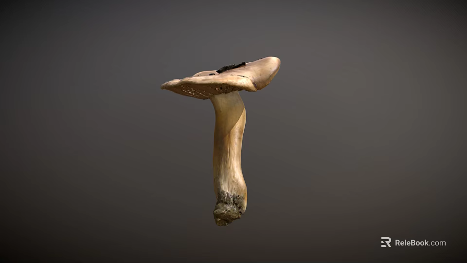 Fresh Natural Whole Mushroom Vegetable with Cap and Stem Isolated on Gray Background 3d model 