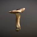 Fresh Natural Whole Mushroom Vegetable with Cap and Stem Isolated on Gray Background