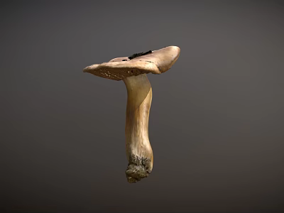 Fresh Natural Whole Mushroom Vegetable with Cap and Stem Isolated on Gray Background 3d model