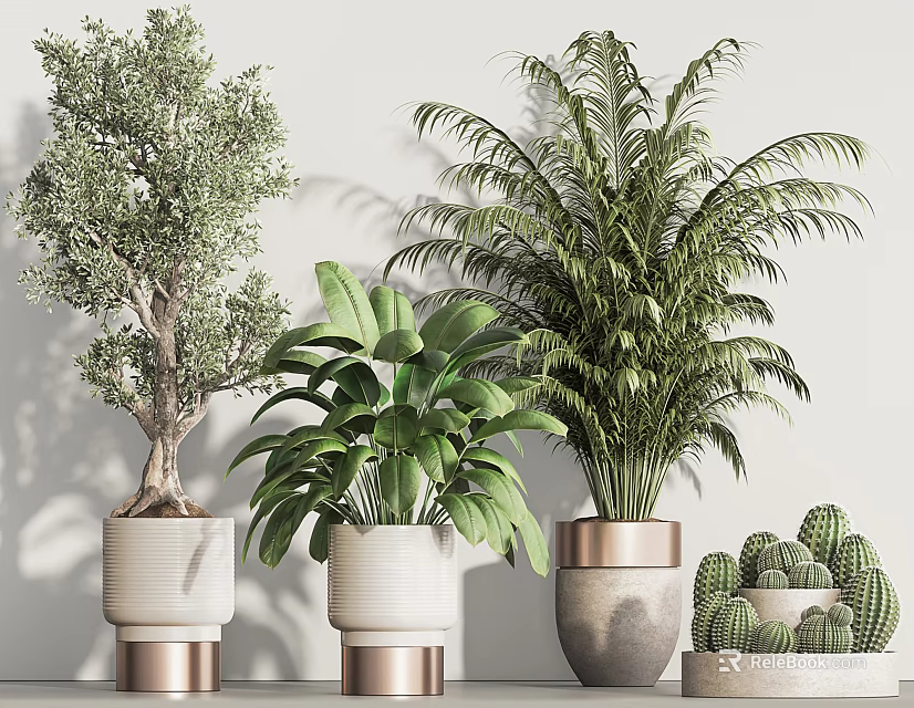 Indoor Decorative Bonsai and Potted Plants with Olive Tree Palm and Cacti in White Copper Edge Pots 3d model 