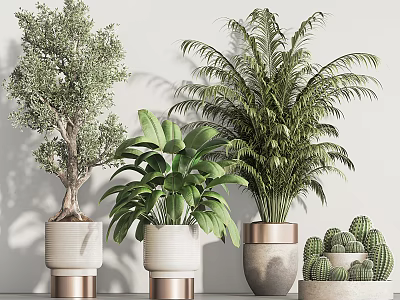 Indoor Decorative Bonsai and Potted Plants with Olive Tree Palm and Cacti in White Copper Edge Pots 3d model