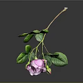 Purple Rose With Green Leaves Stem And Bud On Dark Background