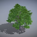 Green Tree Featuring Dense Lush Green Leaves and Brown Trunk on Gray Background