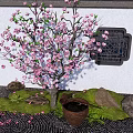 Traditional Chinese Garden Featuring Pink Flowering Tree Square Lattice Window And Clay Pot