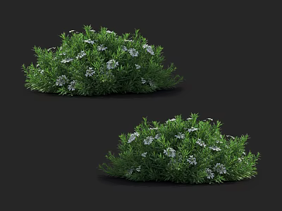 Green Leafy Bushes With Small White Flowers On Black Background 3d model