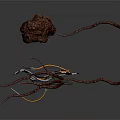 Irregular Brown Organ Mass and Slender Hair Like Fibers with Twisted Thread Structures