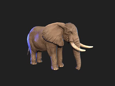 Detailed African Elephant Standing With Large Ears And White Tusks 3d model
