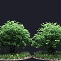 Two Lush Green Trees With Surrounding Grass And Small Pebbles In Outdoor Setting