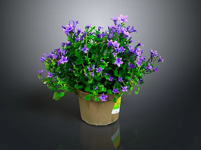 Potted Plant with Purple Flowers Green Leaves in Brown Pot on Dark Background 3d model