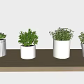Four Bonsai Potted Plants In White Pots On Wooden Shelf With Green Foliage