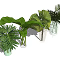 Vase Flowers With Clear Glass Vases And Large Green Leaves Plants