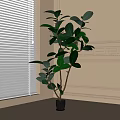 Potted Ficus Plant in Gray Pot by Window with Natural Light and Decorative Wall