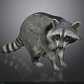 Realistic Raccoon With Gray Fur Striped Tail And Shiny Surface Reflection