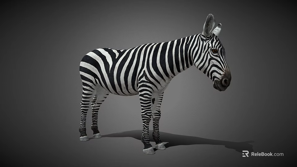 Detailed Realistic Zebra With Bold Black And White Stripes Standing On Neutral Gray Background 3d model 