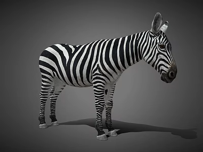 Detailed Realistic Zebra With Bold Black And White Stripes Standing On Neutral Gray Background 3d model