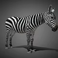 Detailed Realistic Zebra With Bold Black And White Stripes Standing On Neutral Gray Background