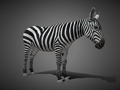 Zebra Cartoon Zebra Cartoon Animal Donkey 3d model
