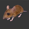 Brown Mouse with Large Ears and White Paws Standing on Smooth Surface Against White Background