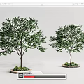 Two Slender Trees with Lush Green Leaves in Stone Edged Flower Beds on Gray Background