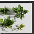 Fresh Green Ferns In Different Sizes As Decorative House Plants With Lush Foliage