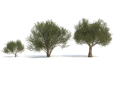 Three Different Sizes Of Olive Arbor With Green Foliage And Trunk 3d model