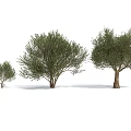 Three Different Sizes Of Olive Arbor With Green Foliage And Trunk