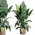 Garden Decor Featuring Lush Green Plants With Large Leaves In Ceramic Pots For Home Garden