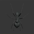 Realistic Detailed 3D Ant Model With Long Legs And Segmented Body