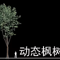 Dynamic Deciduous Maple Tree with Lush Green Foliage and Human Figure for Scale