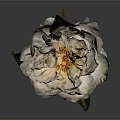 White Flower with Delicate Petals and Fresh Green Leaves Isolated on Dark Background