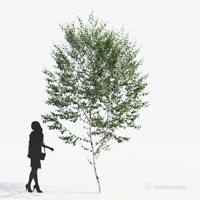 Tall Green Leafy Tree With Silhouette Person Standing In White Background 3d model 