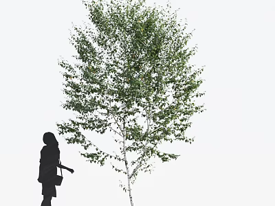 Tall Green Leafy Tree With Silhouette Person Standing In White Background 3d model