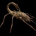 Reptile Scorpion With Segmented Body Claws And Venomous Stinger Tail