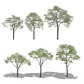 Diverse Arbor Tree Varieties With Green Foliage For Landscape Design 3d model