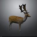 Detailed Spotted Deer With Large Antlers Standing On Dark Gray Background