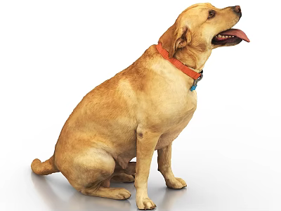 Yellow Labrador Dog Sitting Wearing Orange Collar With Tongue Out 3d model